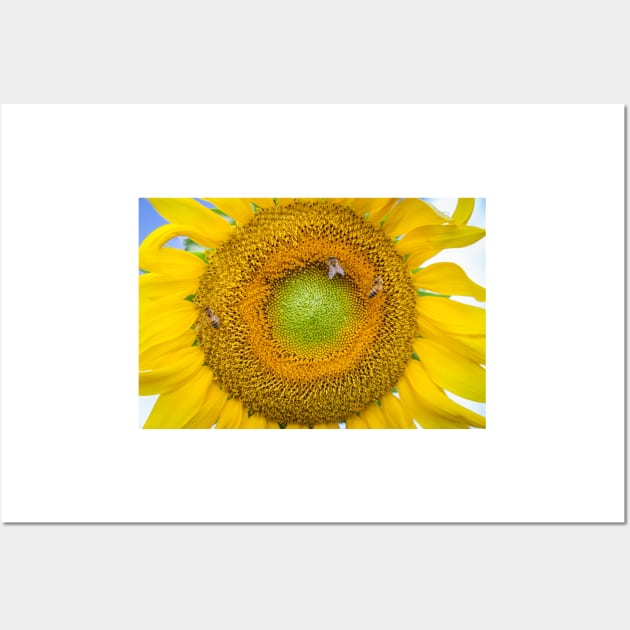 Sunflower Closeup Wall Art by mcdonojj